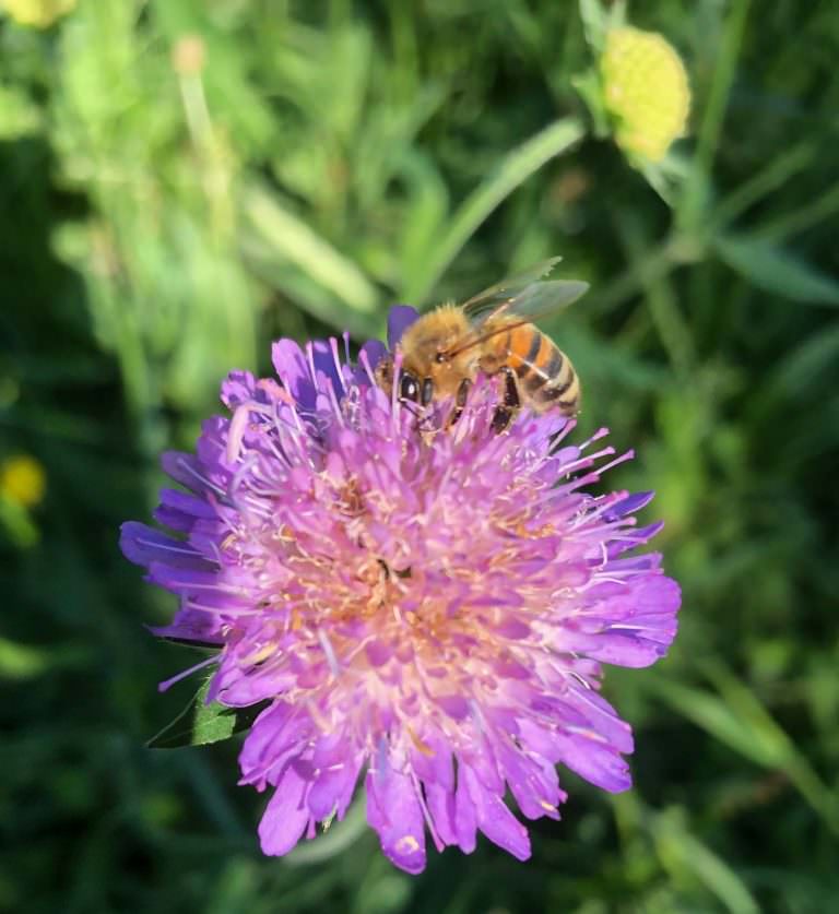 Abeille au travail